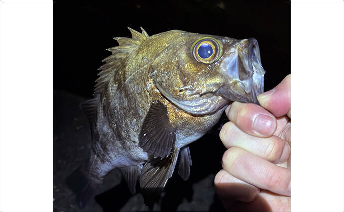 アジングからメバリングへの切り替え時期はいつ？　海水温から考えてみる