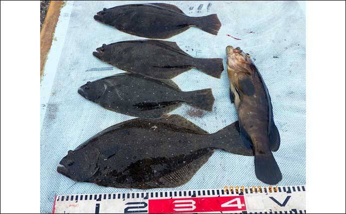 泳がせ釣りで青物にヒラメにハタと美味魚揃い踏み【愛知】船釣り最新釣果