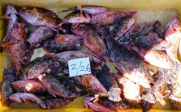 「泳がせ釣りで青物にヒラメにハタと美味魚揃い踏み【愛知】船釣り最新釣果」の画像