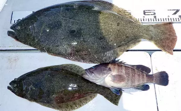 「泳がせ釣りで青物にヒラメにハタと美味魚揃い踏み【愛知】船釣り最新釣果」の画像