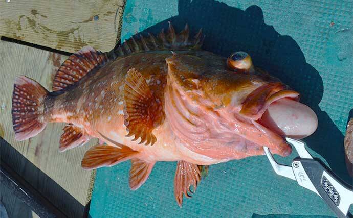 中深海の根魚五目釣りで50cm級頭に良型ウッカリカサゴが連発【三重・なぎさ丸】