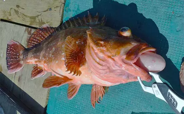 「中深海の根魚五目釣りで50cm級頭に良型ウッカリカサゴが連発【三重・なぎさ丸】」の画像