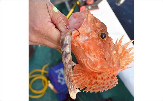 中深海の根魚五目釣りで50cm級頭に良型ウッカリカサゴが連発【三重・なぎさ丸】