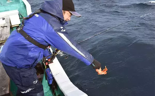 「中深海の根魚五目釣りで50cm級頭に良型ウッカリカサゴが連発【三重・なぎさ丸】」の画像