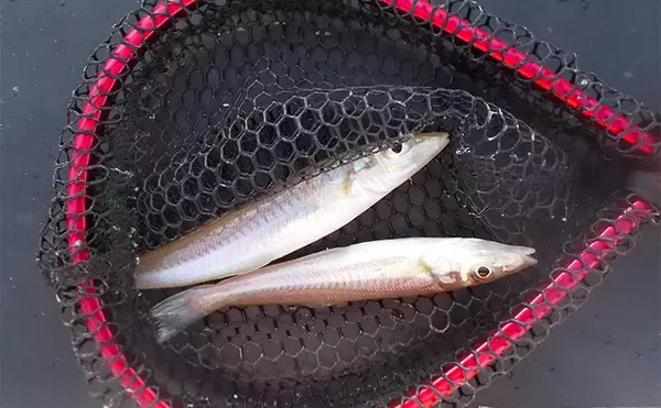 「釣り人的には【春は抱卵（乗っ込み）個体が狙える時期】　実はシロギスも立派な卵を持つ？」の画像