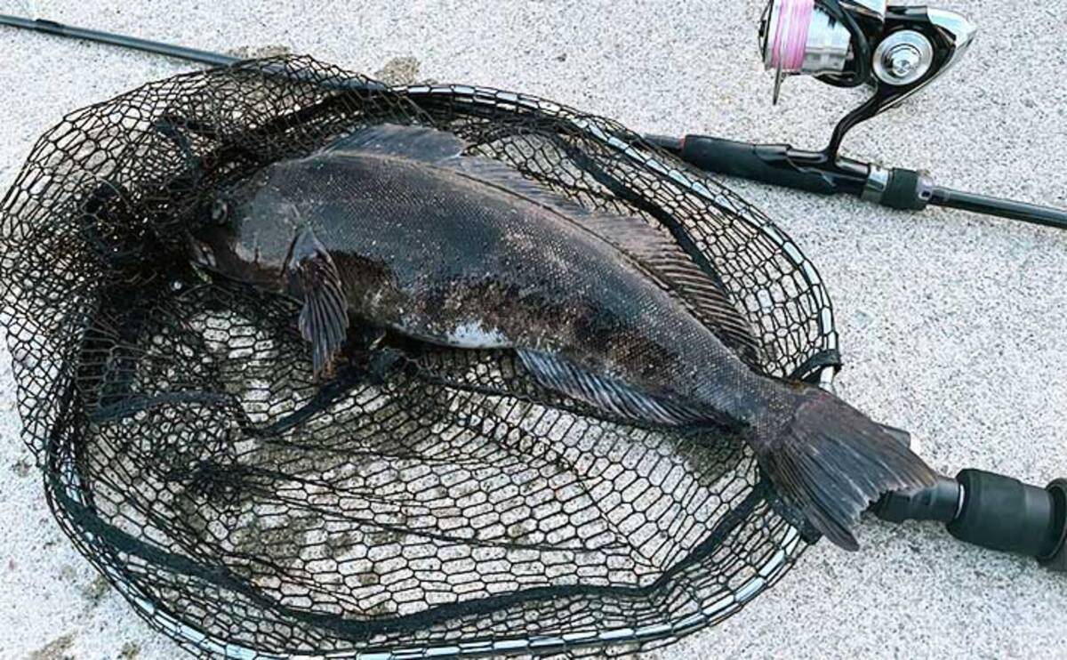 船場釣り竿 頼もしく