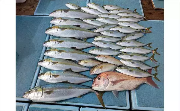 「【沖釣り釣果速報】玄界灘の落とし込み釣り好調！10kg級ヒラマサ＆ワラサ爆釣（福岡）」の画像