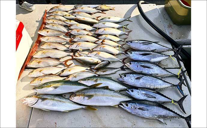 【沖釣り釣果速報】玄界灘の落とし込み釣り好調！10kg級ヒラマサ＆ワラサ爆釣（福岡）