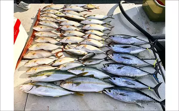 「【沖釣り釣果速報】玄界灘の落とし込み釣り好調！10kg級ヒラマサ＆ワラサ爆釣（福岡）」の画像