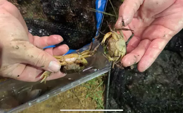 「美味しいカニは海にいる」は間違い？　川や田んぼにいるカニが実は美味だった