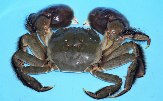 「美味しいカニは海にいる」は間違い？　川や田んぼにいるカニが実は美味だった