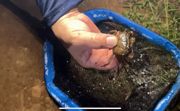 「「美味しいカニは海にいる」は間違い？　川や田んぼにいるカニが実は美味だった」の画像