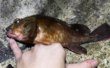 ライトゲームアングラー的「釣れて嬉しい魚」と「嬉しくない魚」