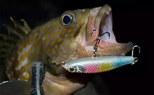 「ライトゲームアングラー的「釣れて嬉しい魚」と「嬉しくない魚」」の画像