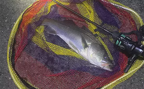 「ライトゲームアングラー的「釣れて嬉しい魚」と「嬉しくない魚」」の画像