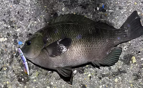 「ライトゲームアングラー的「釣れて嬉しい魚」と「嬉しくない魚」」の画像