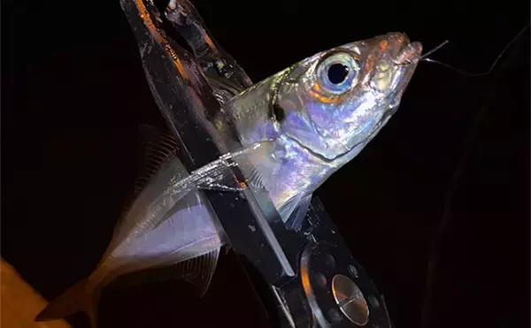 「見えているアジは釣れない？」 アジングにおける釣れない見えアジ対処法