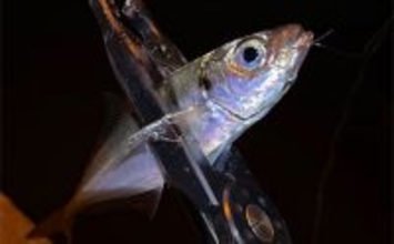 「見えているアジは釣れない？」 アジングにおける釣れない見えアジ対処法