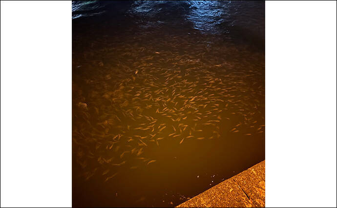 「見えているアジは釣れない？」 アジングにおける釣れない見えアジ対処法