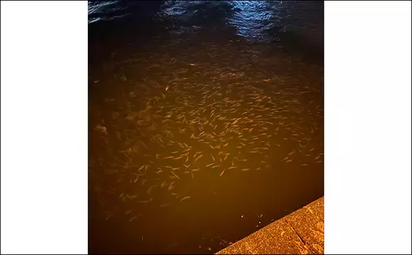 「「見えているアジは釣れない？」 アジングにおける釣れない見えアジ対処法」の画像