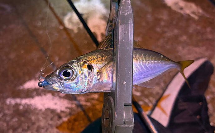 「見えているアジは釣れない？」 アジングにおける釣れない見えアジ対処法