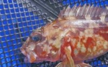 厳寒期の穴釣りでカサゴ2匹手中【三重・河芸漁港】貸し切り堤防をランガン攻略