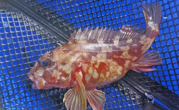 「厳寒期の穴釣りでカサゴ2匹手中【三重・河芸漁港】貸し切り堤防をランガン攻略」の画像