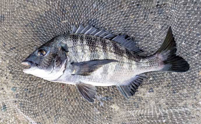 急潮でも成立するウキダンゴ釣り　激流を攻略する「ツバメ返し」の理論と手順【静岡・浜名湖】