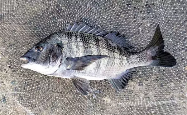 「急潮でも成立するウキダンゴ釣り　激流を攻略する「ツバメ返し」の理論と手順【静岡・浜名湖】」の画像