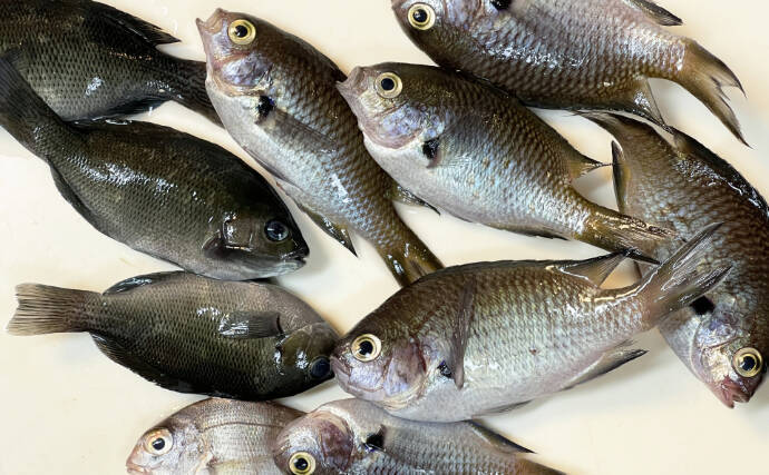 「未利用魚」の活用＝正義ではない　どうすれば採らずに済むかも考えるべき？