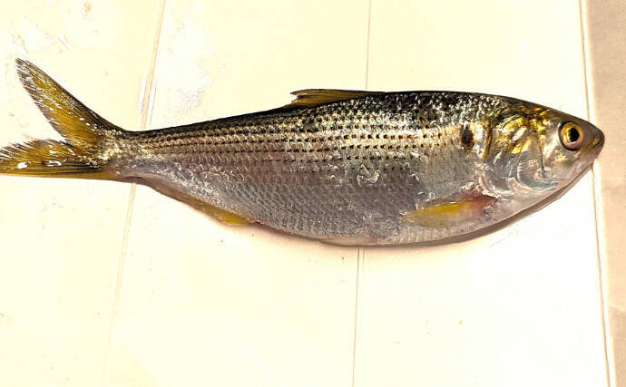 「未利用魚」の活用＝正義ではない　どうすれば採らずに済むかも考えるべき？