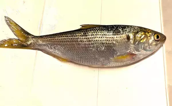 「「未利用魚」の活用＝正義ではない　どうすれば採らずに済むかも考えるべき？」の画像