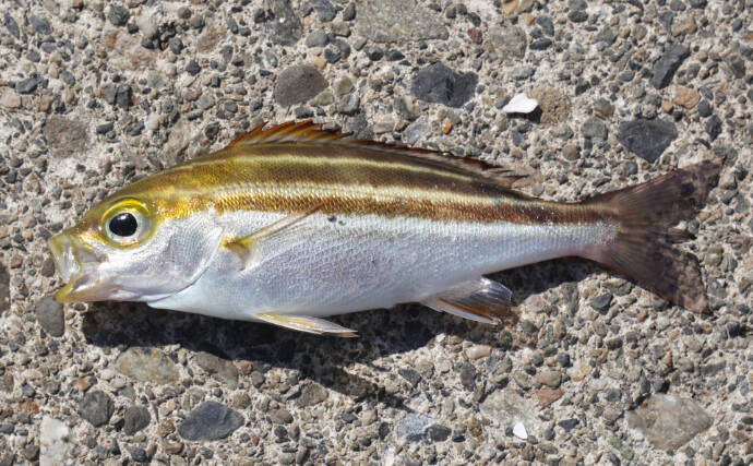 「未利用魚」の活用＝正義ではない　どうすれば採らずに済むかも考えるべき？