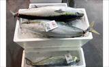 「リアルタイムで海の状況をチェックする方法　魚市場や鮮魚店の情報で釣果アップ！」の画像2