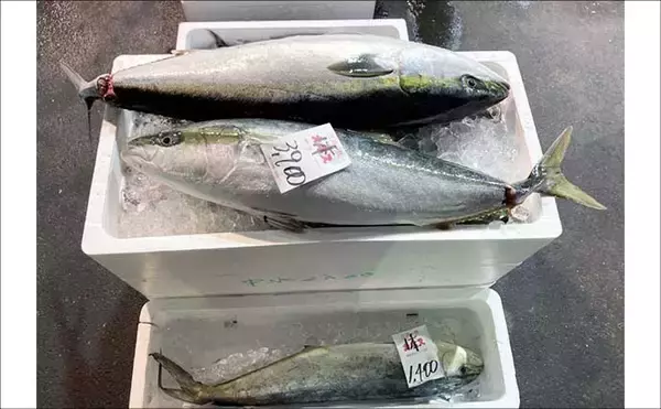 「リアルタイムで海の状況をチェックする方法　魚市場や鮮魚店の情報で釣果アップ！」の画像