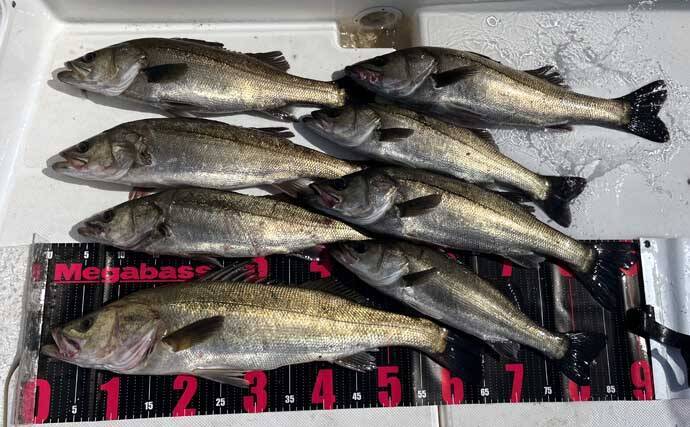 初夏の三河湾ボートシーバスゲームで65cm頭に8尾！　熱中症予防の強い味方は時計？