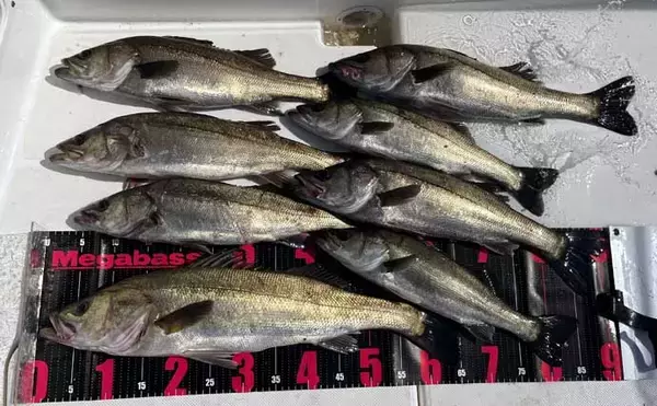 「初夏の三河湾ボートシーバスゲームで65cm頭に8尾！　熱中症予防の強い味方は時計？」の画像