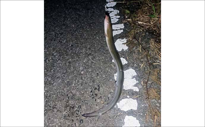関東ウナギ釣り釣果レポート：本命ウナギ他5魚種登場の五目釣りを満喫【古利根川・埼玉】