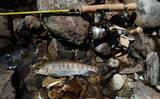 「渓流ルアー釣りでアマゴ18匹　流れ込みの流芯では26cmイワナも」の画像6