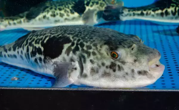 「ふぐ調理師の資格取得基準「統一化」が各地で進む　その必要性とは？」の画像