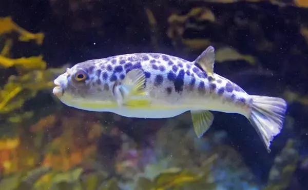 「ふぐ調理師の資格取得基準「統一化」が各地で進む　その必要性とは？」の画像