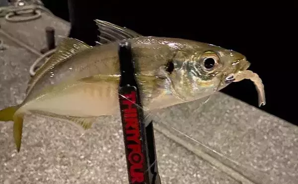 「女性の単独釣行のメリットとリスクを解説　「気を使わない＆使わせない」が最大の魅力」の画像