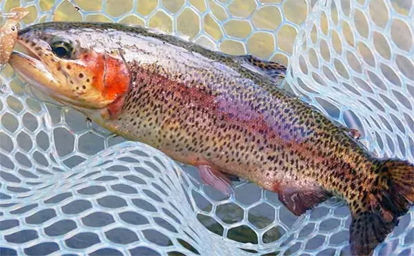 エリアトラウト釣行でブランド『甲斐サーモン』キャッチ成功【小菅トラウトガーデン】