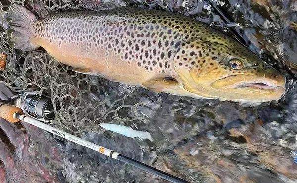 「エリアトラウトフィッシングの【おすすめミノー7選】 選び方と使い方も解説」の画像