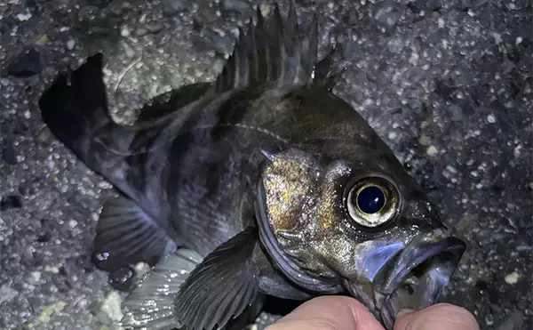 「今年の秋冬は陸っぱりライトゲームに入門しよう　初めに揃えるべき釣具を紹介」の画像