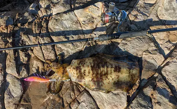 「地磯のデイエギングで良型アオリイカをキャッチ【和歌山・南紀】深場狙いが奏功」の画像