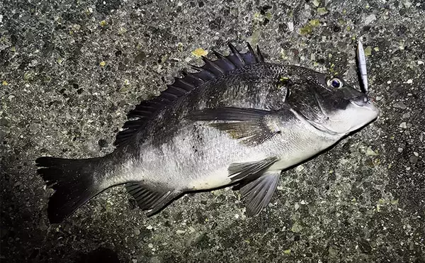 メバリング釣行でチヌが5連発！【大阪・泉大津】プラグルアーに好反応