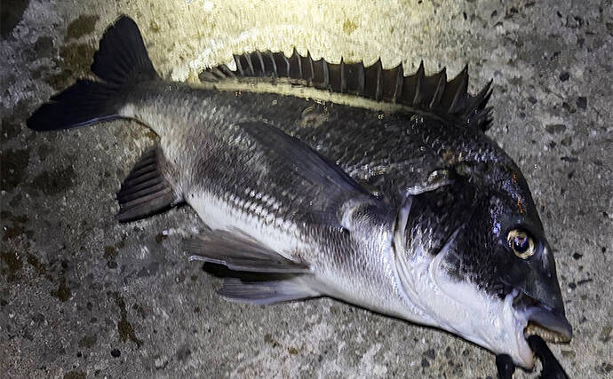 メバリング釣行でチヌが5連発！【大阪・泉大津】プラグルアーに好反応