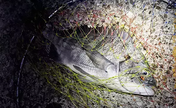 「メバリング釣行でチヌが5連発！【大阪・泉大津】プラグルアーに好反応」の画像