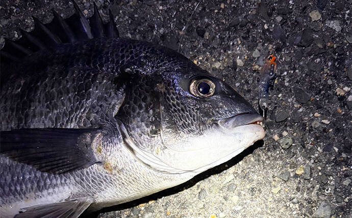 メバリング釣行でチヌが5連発！【大阪・泉大津】プラグルアーに好反応